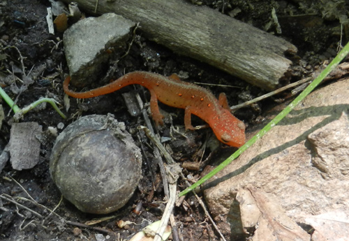 red eft